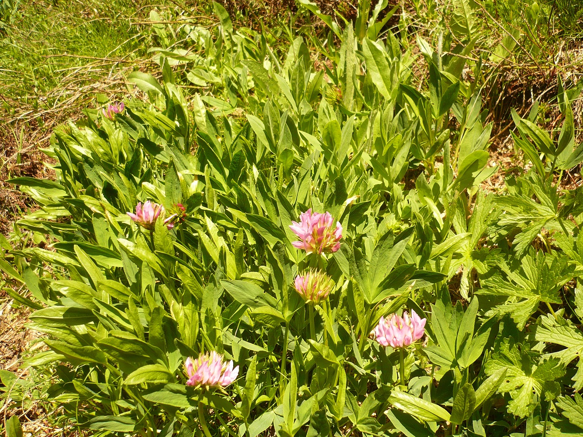 Trifolium alpinum (Fabaceae)